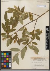 Foto von Salix serissima (L. H. Bailey) Fern.